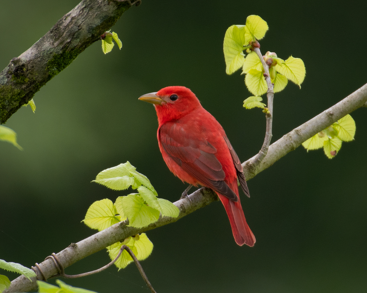 Summer Tanager