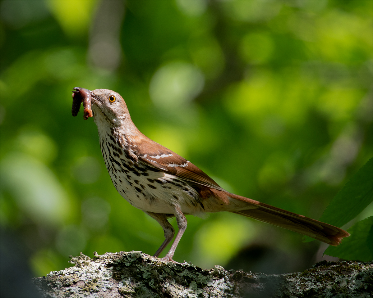 Brown Thrasher