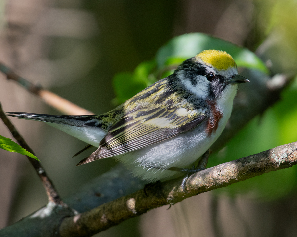 Chestnut-sided Warbler