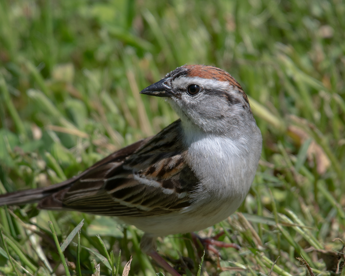 Chipping Sparrow