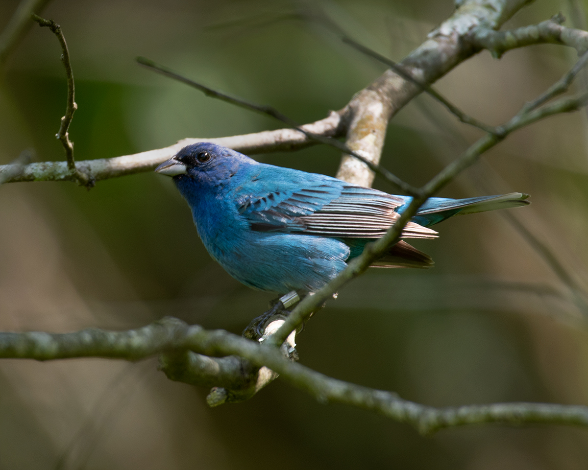 Indigo Bunting
