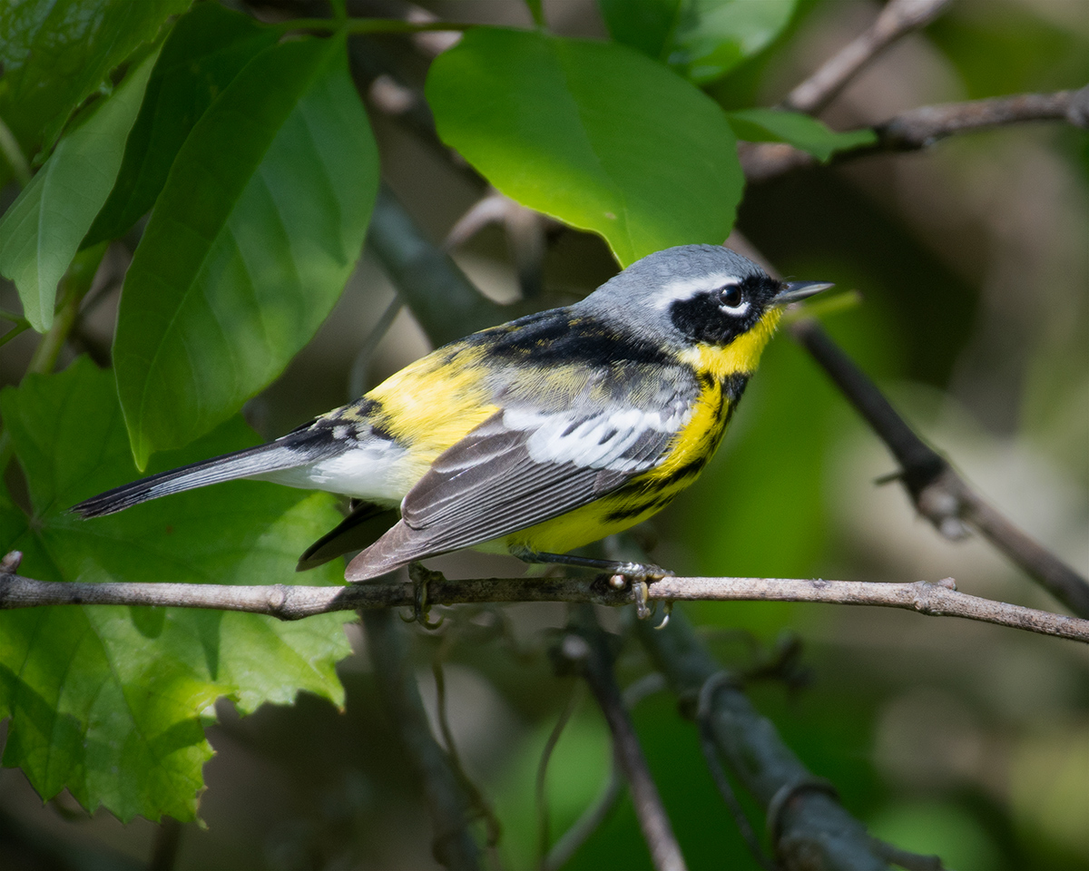 Magnolia Warbler