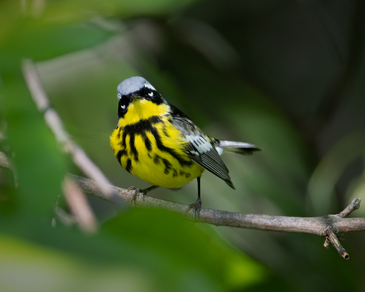 Magnolia Warbler