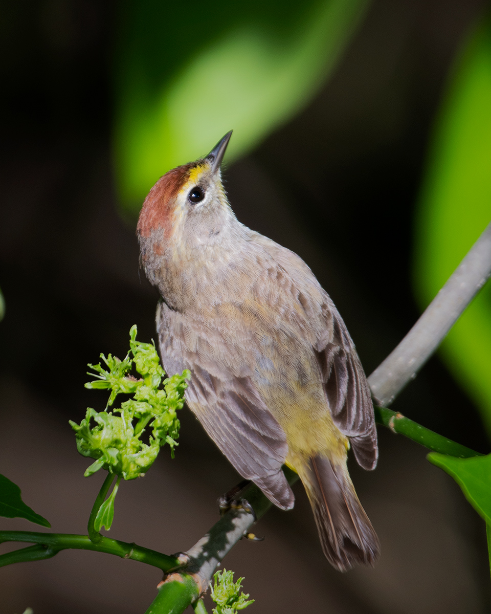 Palm Warbler