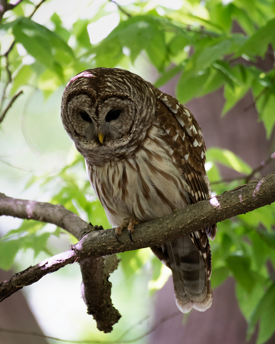 Barred Owl