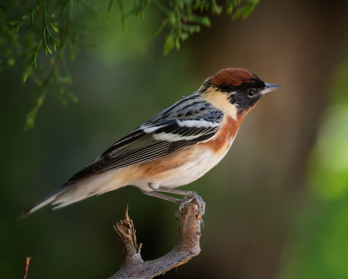 Bay-breasted Warbler