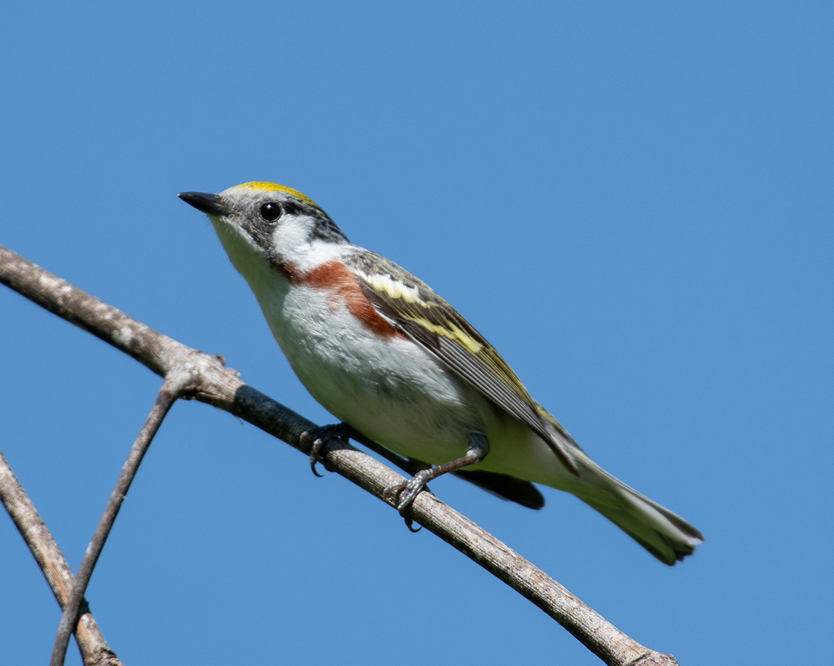 Chestnut-sided Warbler
