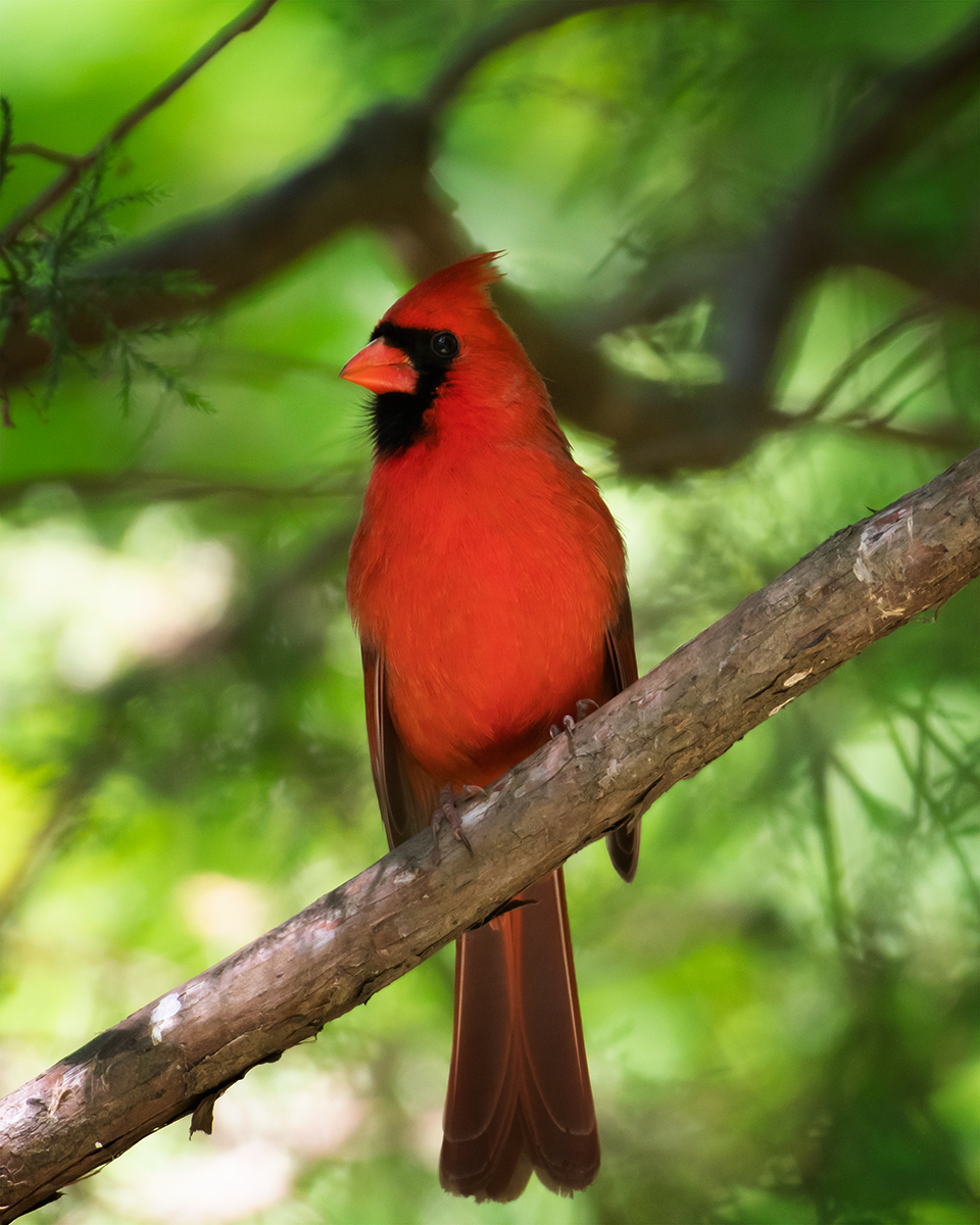 Northern Cardinal