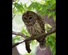 Barred Owl