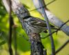 Blackpoll Warbler