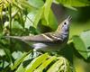 Chestnut-sided Warbler