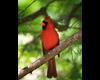 Northern Cardinal