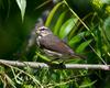 Northern Waterthrush