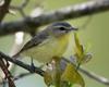 Philadelphia Vireo