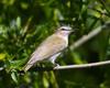 Red-eyed Vireo