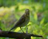 Swainson's Thrush